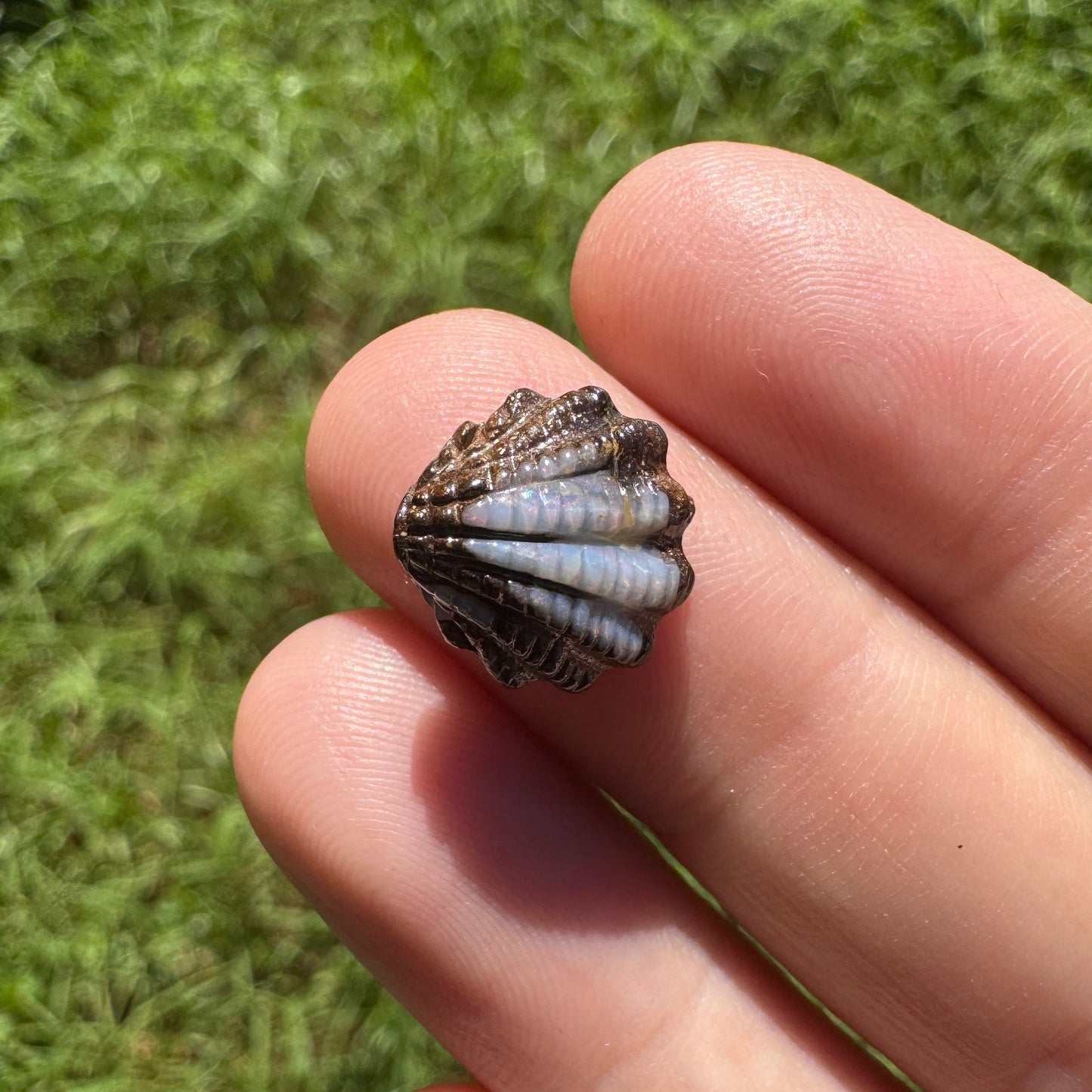 4.60 Ct fan shell boulder opal carving