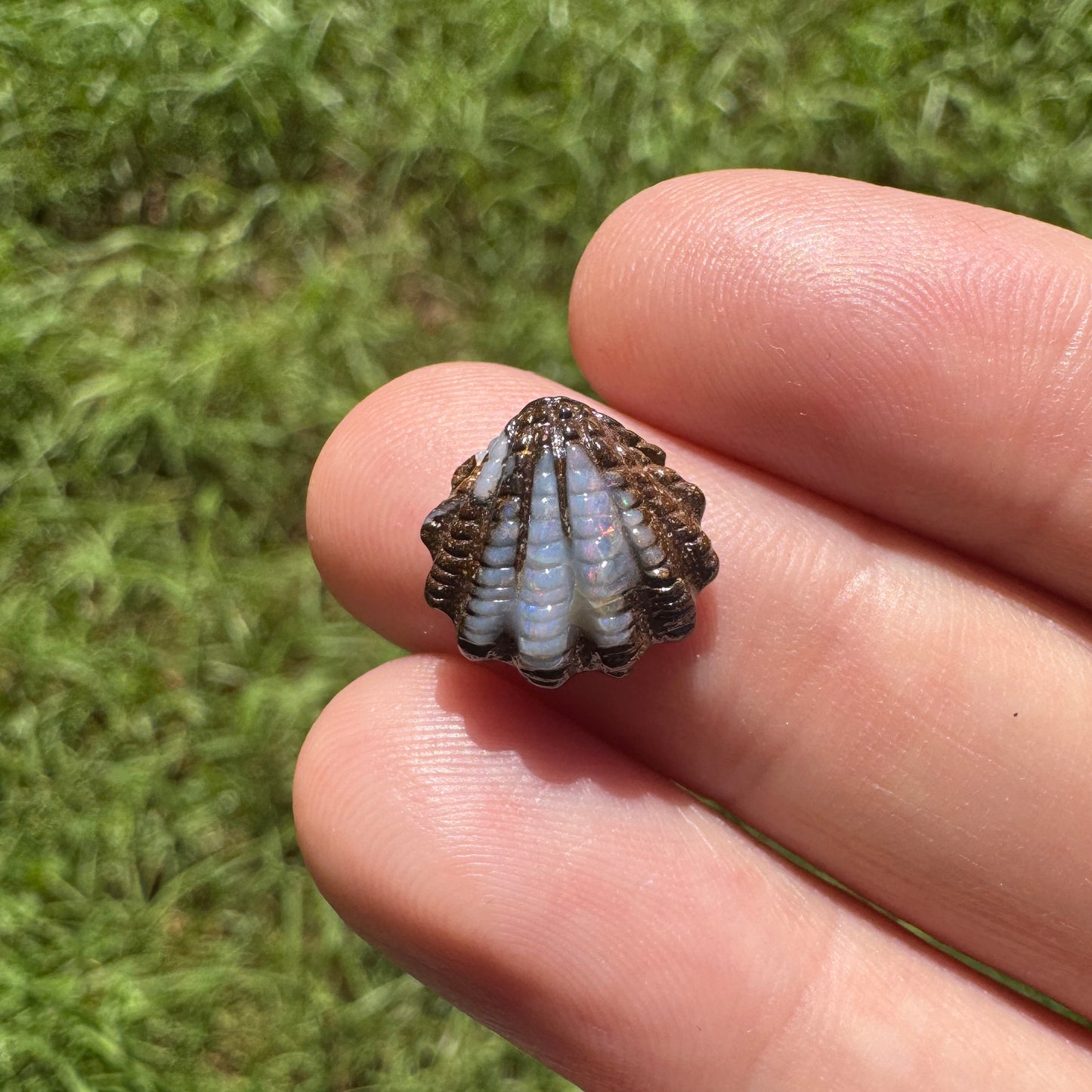 4.60 Ct fan shell boulder opal carving