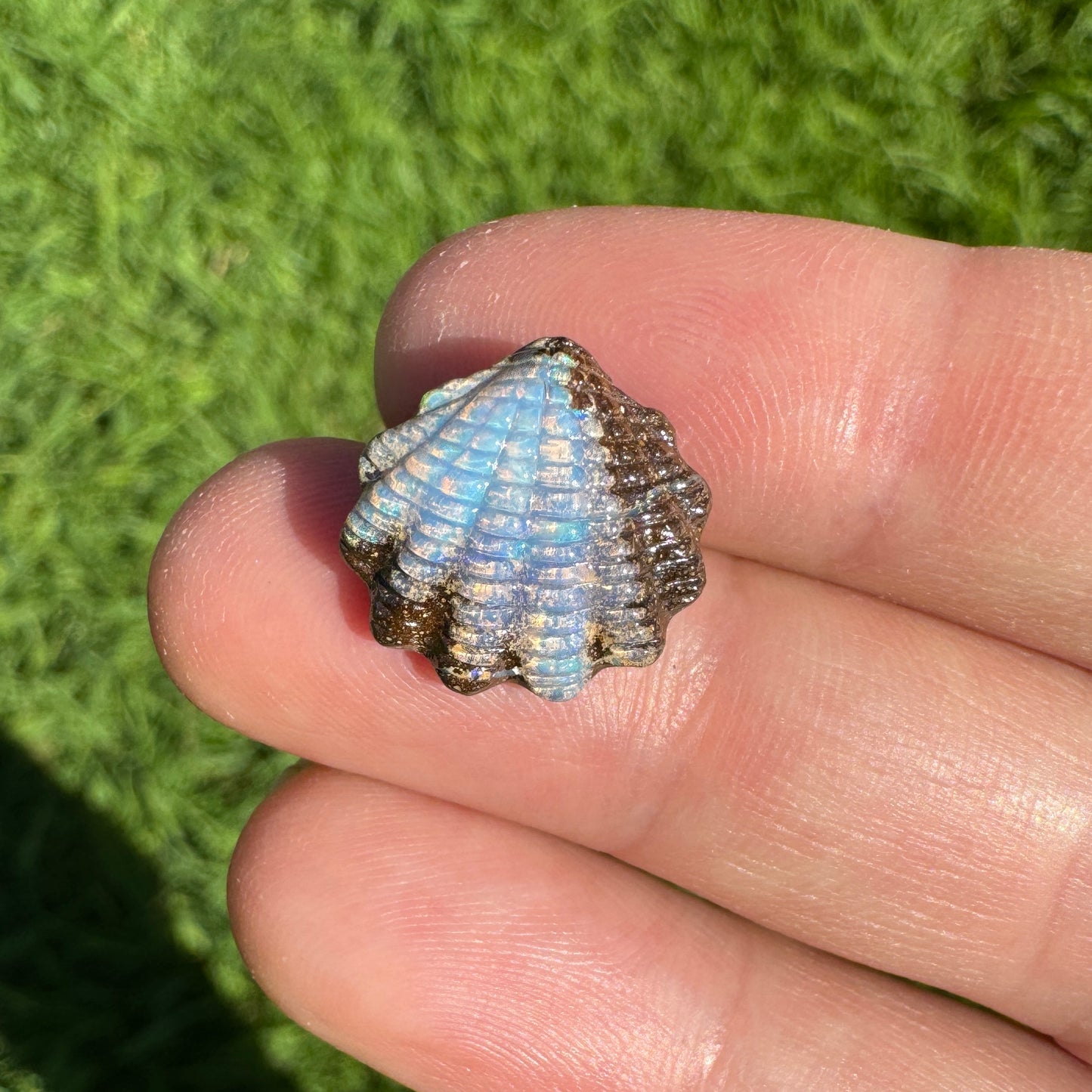 7.14 Ct fan shell boulder opal carving