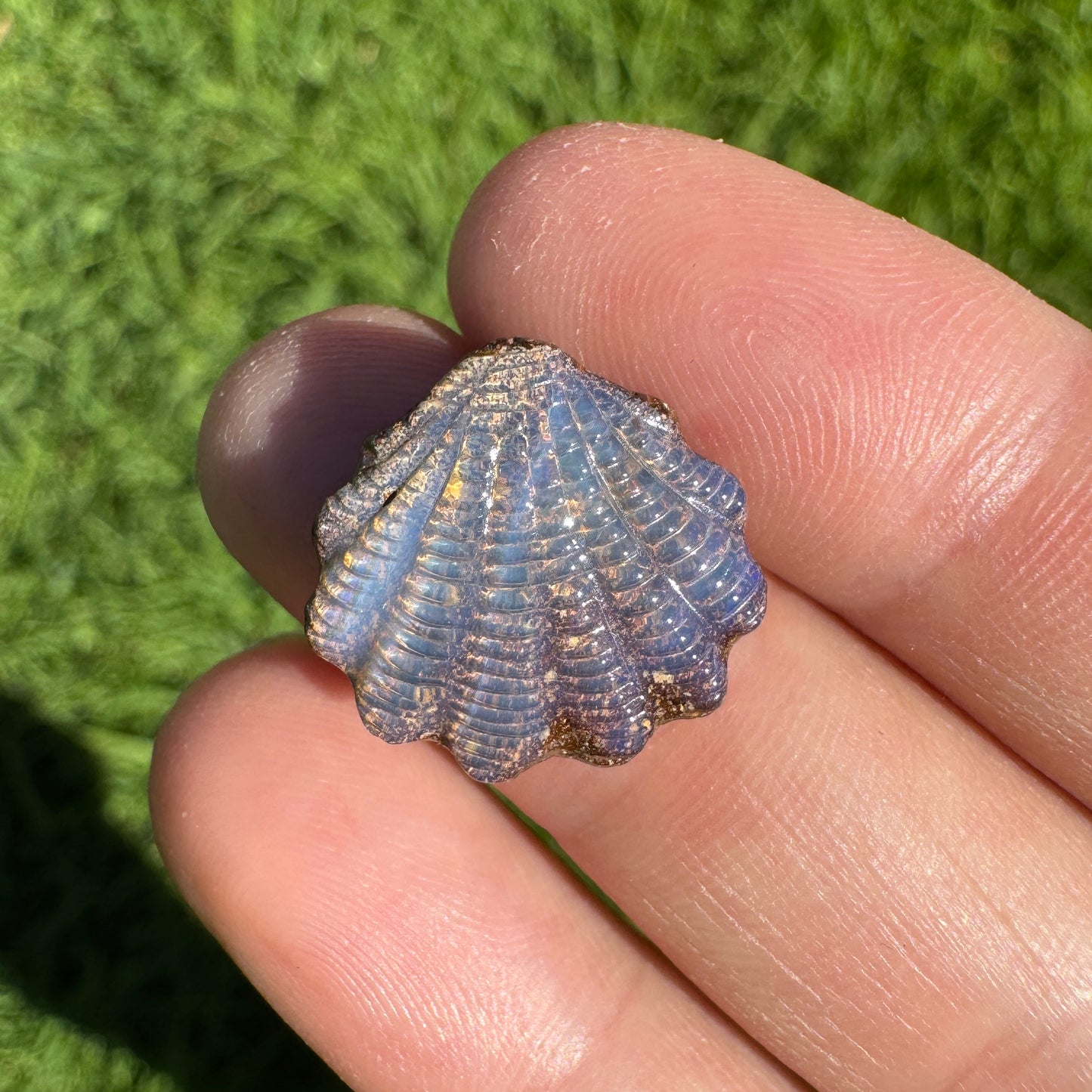 8.92 Ct fan shell boulder opal carving