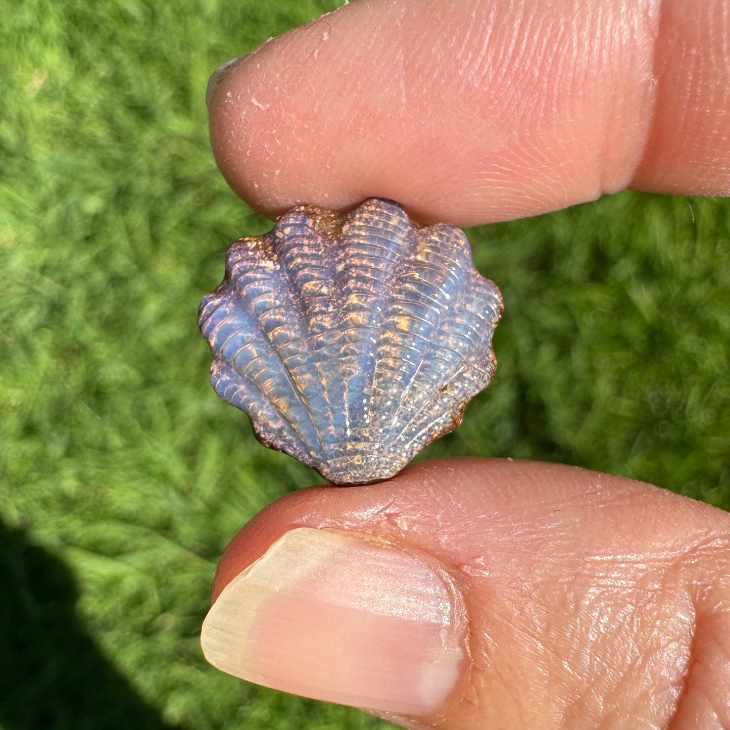 8.92 Ct fan shell boulder opal carving
