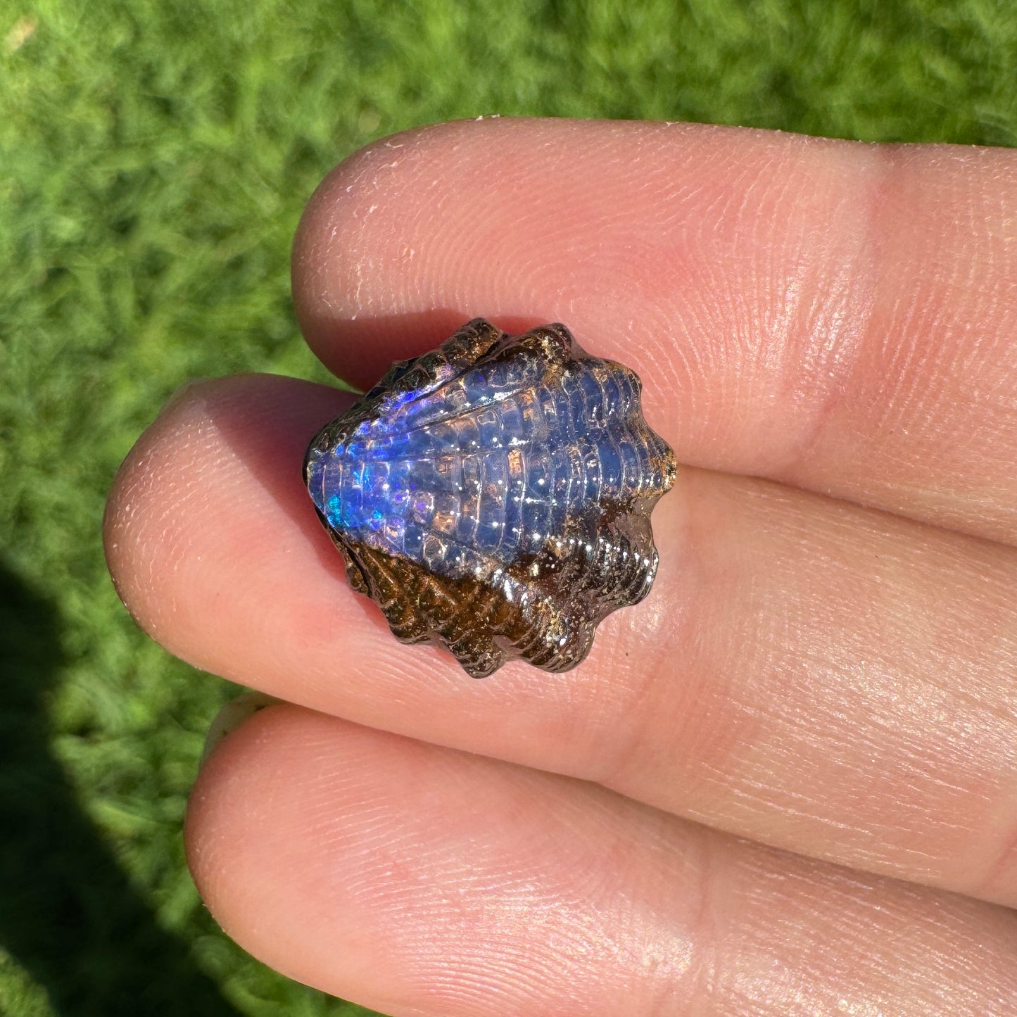 7.65 Ct fan shell boulder opal carving