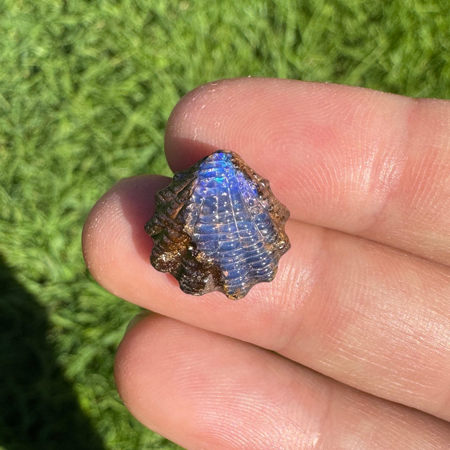 7.65 Ct fan shell boulder opal carving
