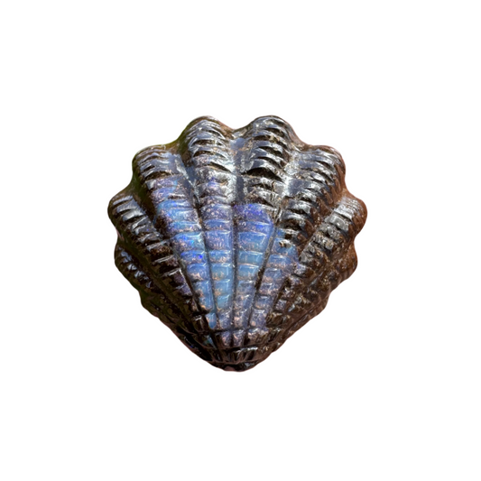 10.24 Ct fan shell boulder opal carving