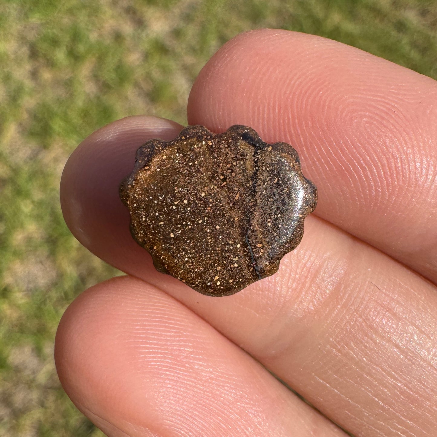 8.42 Ct shell boulder opal carving