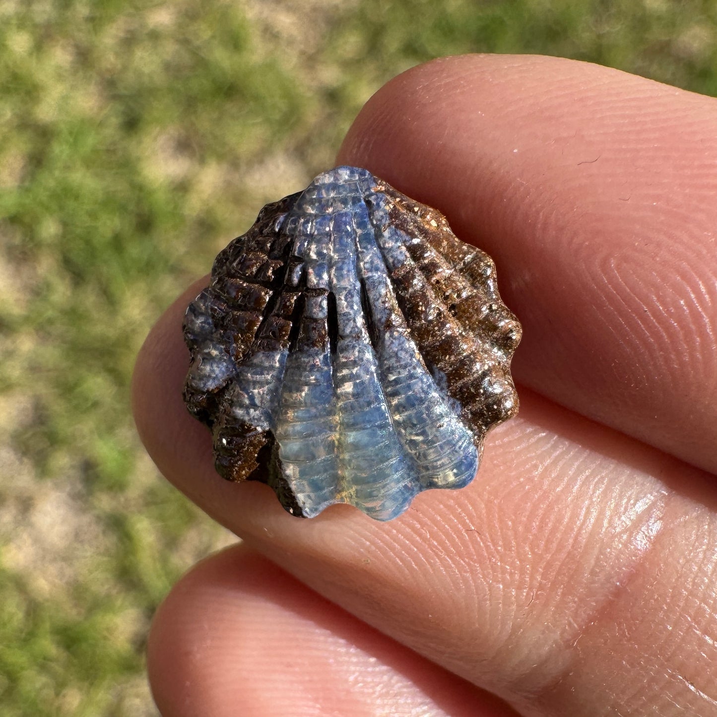 6.33 Ct shell boulder opal carving